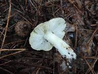 Tricholoma portentosum image