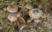 Psilocybe cyanofibrillosa image