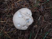 Lycoperdon utriforme image