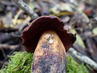 Boletus dupainii image