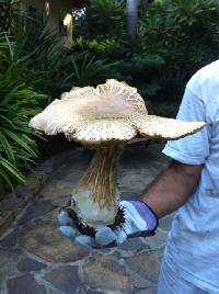 Macrocybe titans image