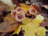 Mycena sanguinolenta image