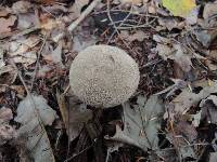 Lycoperdon americanum image