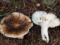 Russula cerolens image