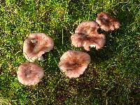 Russula rosea image