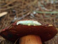 Boletus pulcherrimus image