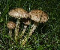 Pholiota terrestris image