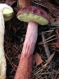 Boletus projectellus image