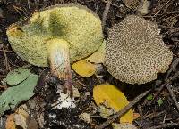 Boletus chrysenteron image