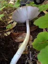 Amanita pachycolea image