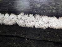 Ceratiomyxa fruticulosa var. fruticulosa image