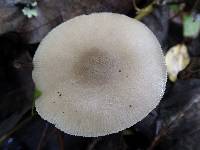 Pluteus salicinus image