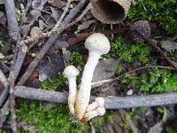 Pholiota gummosa image