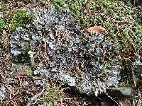 Peltigera ponojensis image