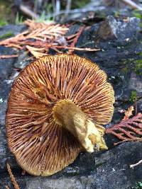 Gymnopilus parvisquamulosus image