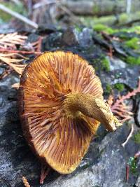 Gymnopilus parvisquamulosus image