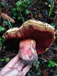 Boletus pulcherrimus image