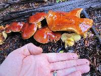 Suillus grevillei image