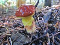 Suillus grevillei image