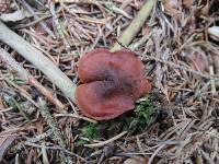 Cortinarius sanguineus image