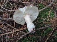 Russula amoenoides image