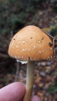 Leratiomyces squamosus var. thraustus image