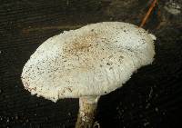 Leucoagaricus barssii image