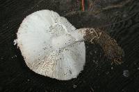 Leucoagaricus barssii image