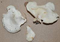 Pleurotus pulmonarius image