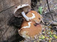 Hemipholiota populnea image