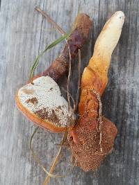 Ganoderma curtisii image