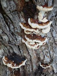 Ganoderma sessile image