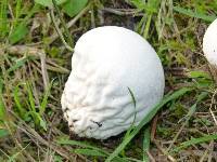 Lycoperdon pratense image