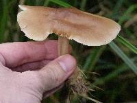 Rhodocollybia butyracea image