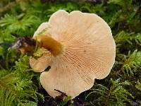 Hygrophoropsis aurantiaca image
