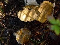 Suillus tomentosus image