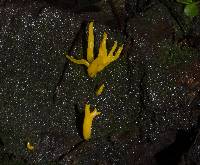 Calocera viscosa image