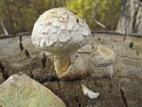 Hemipholiota populnea image