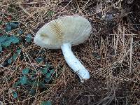 Russula vinosa image