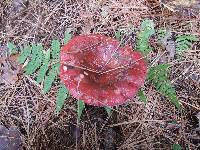 Russula vinosa image