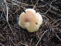 Clitocybe flaccida image