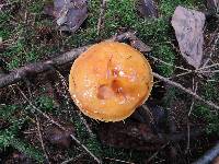 Suillus grevillei image