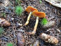 Cortinarius cinnamomeus image