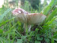 Russula nobilis image