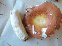 Russula vinosa image