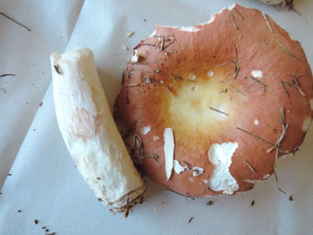 Russula vinosa image