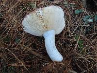 Russula vinacea image