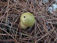 Lycoperdon flavotinctum image