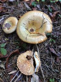 Lactarius chelidonium var. chelidonioides image