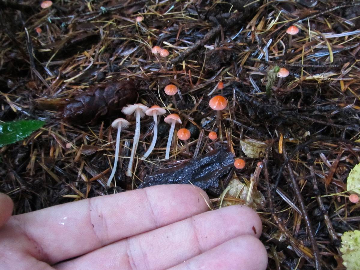 Mycena monticola image